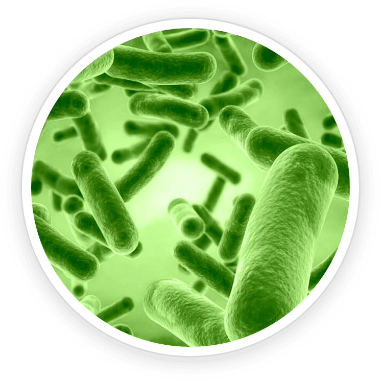 PrimeBiome is made of B. Coagulans