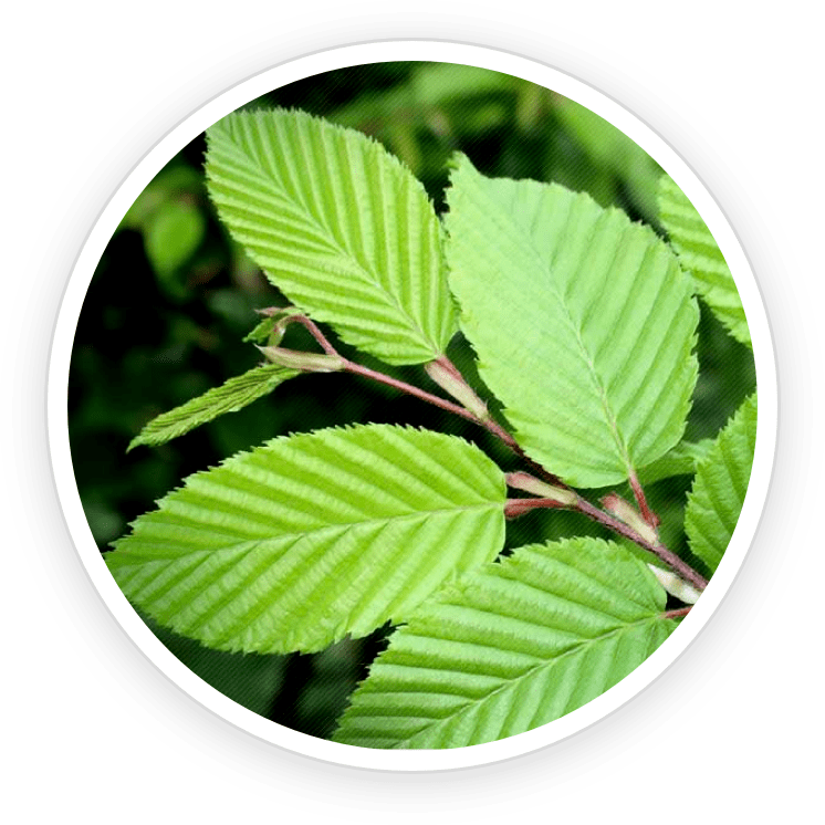 PrimeBiome is made of Slippery Elm Bark