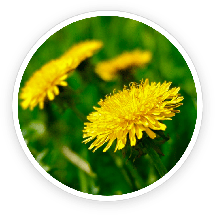PrimeBiome is made of Dandelion
