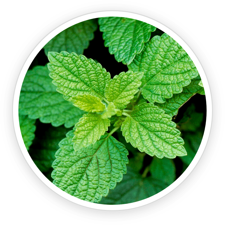 PrimeBiome is made of Lemon Balm