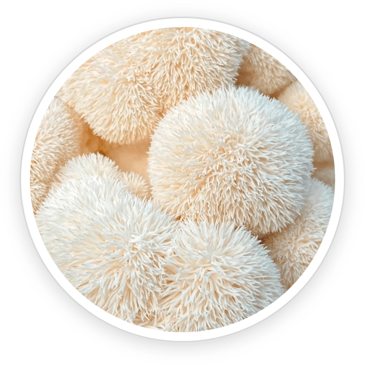PrimeBiome is made of Organic Lion's Mane